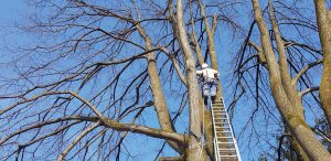 Pročitajte više o članku Josipdol – uklanjanje opasnog stabla